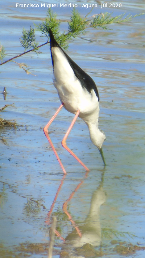 P�jaro Cig�e�uela - P�jaro Cig�e�uela. Laguna Dulce - Campillos