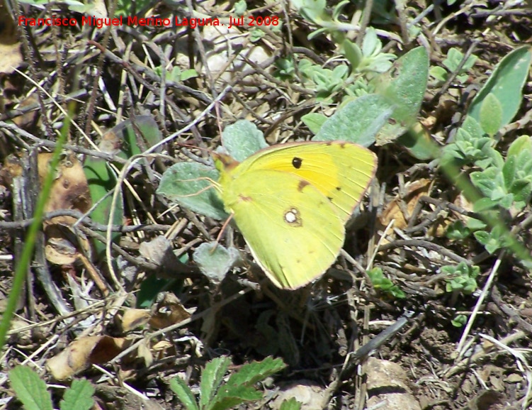 Mariposa Colia - Mariposa Colia. Segura