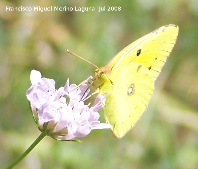 Mariposa Colia - Mariposa Colia. Segura