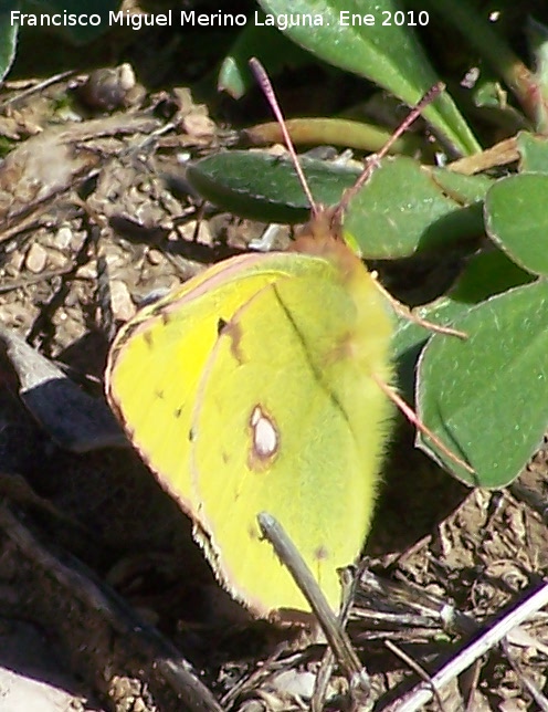 Mariposa Colia - Mariposa Colia. Otiar - Jan