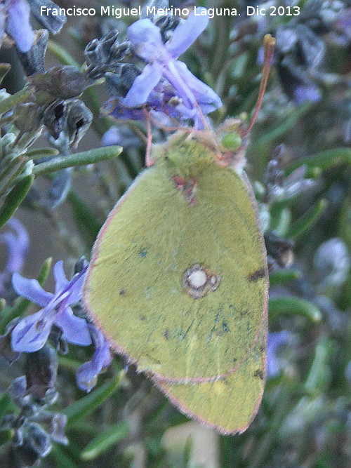 Mariposa Colia - Mariposa Colia. Navas de San Juan