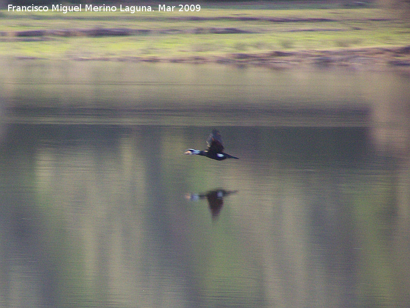 Pjaro Cormorn - Pjaro Cormorn. Pantano del Guadaln - Arquillos