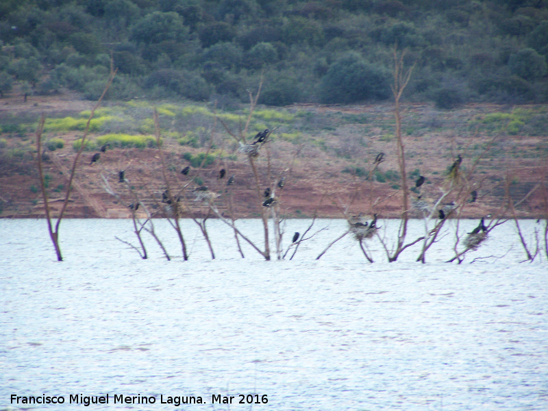 Pjaro Cormorn - Pjaro Cormorn. Pantano de Giribaile - beda