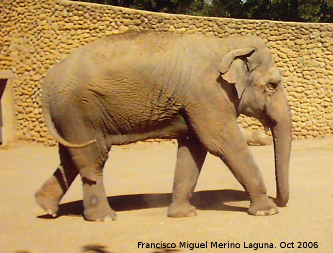Elefante asitico - Elefante asitico. Crdoba