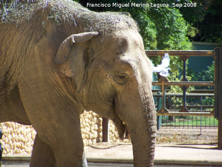 Elefante asitico - Elefante asitico. Crdoba