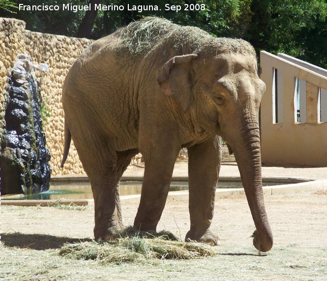 Elefante asitico - Elefante asitico. Crdoba