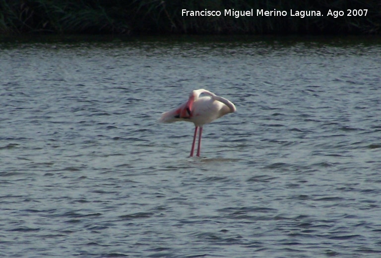 Pjaro Flamenco - Pjaro Flamenco. Santa Pola