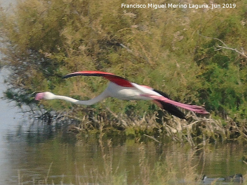 Pjaro Flamenco - Pjaro Flamenco. Laguna Dulce - Campillos