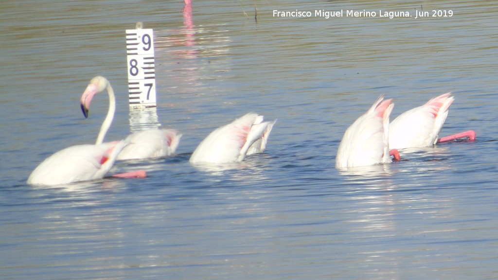 Pjaro Flamenco - Pjaro Flamenco. Laguna Dulce - Campillos