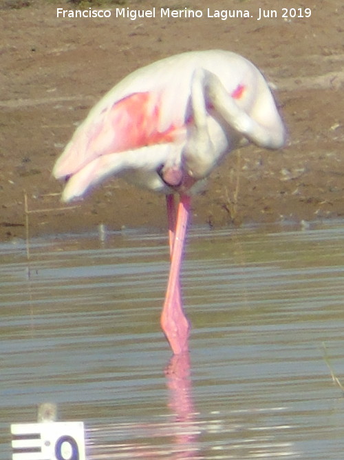 Pjaro Flamenco - Pjaro Flamenco. Laguna Dulce - Campillos