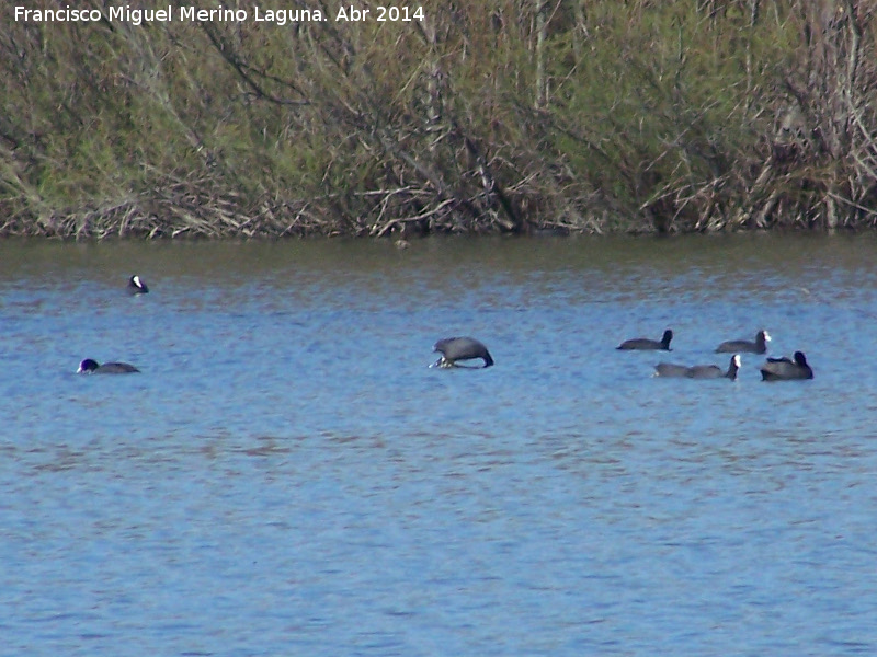 Pjaro Focha - Pjaro Focha. Zampullndose. Laguna La Charca - Baeza