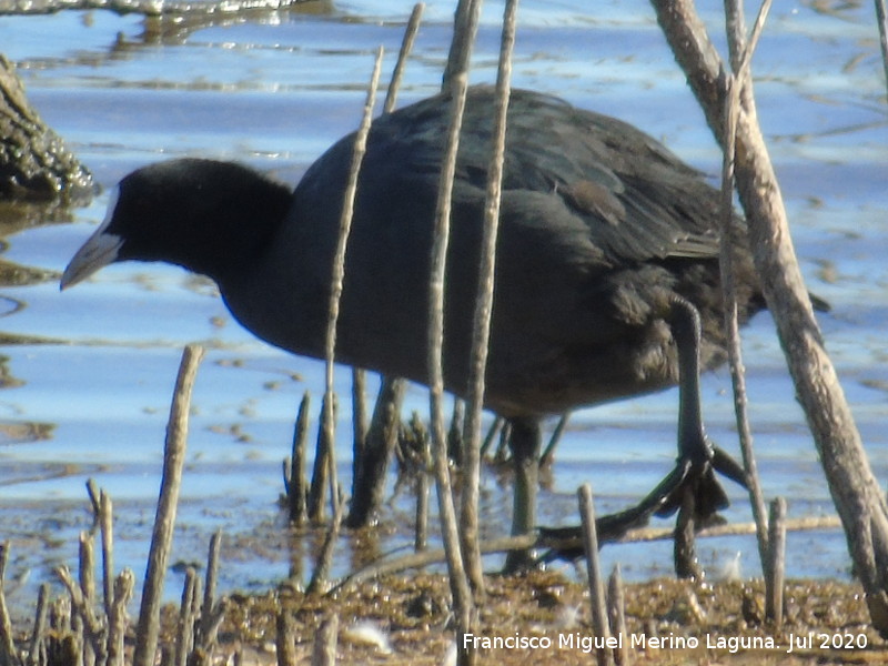 P�jaro Focha - P�jaro Focha. Laguna Dulce - Campillos