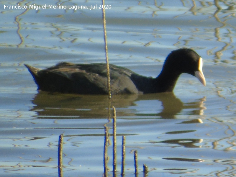 P�jaro Focha - P�jaro Focha. Laguna Dulce - Campillos