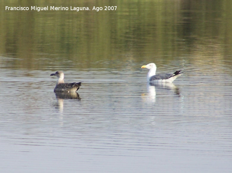 Pjaro Gaviota patiamarilla - Pjaro Gaviota patiamarilla. Diferencias entre una gaviota joven (izquierda) y otra adulta (derecha).<br>Santa Pola.