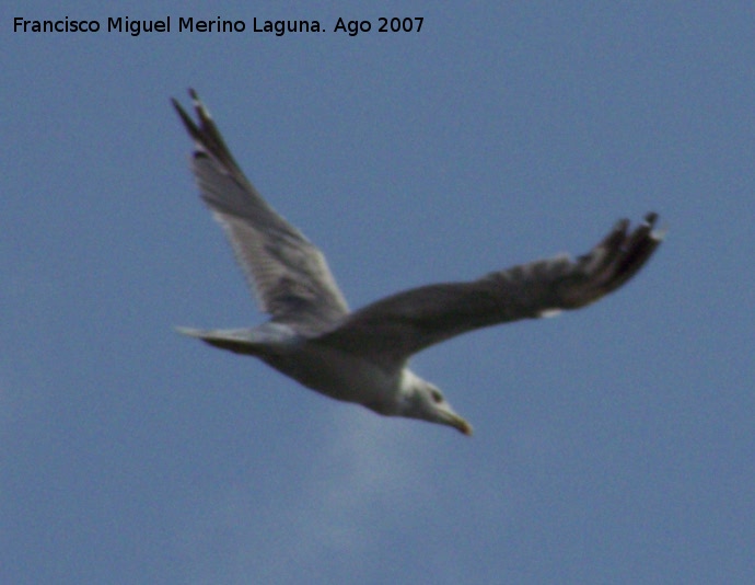 Pjaro Gaviota patiamarilla - Pjaro Gaviota patiamarilla. Santa Pola