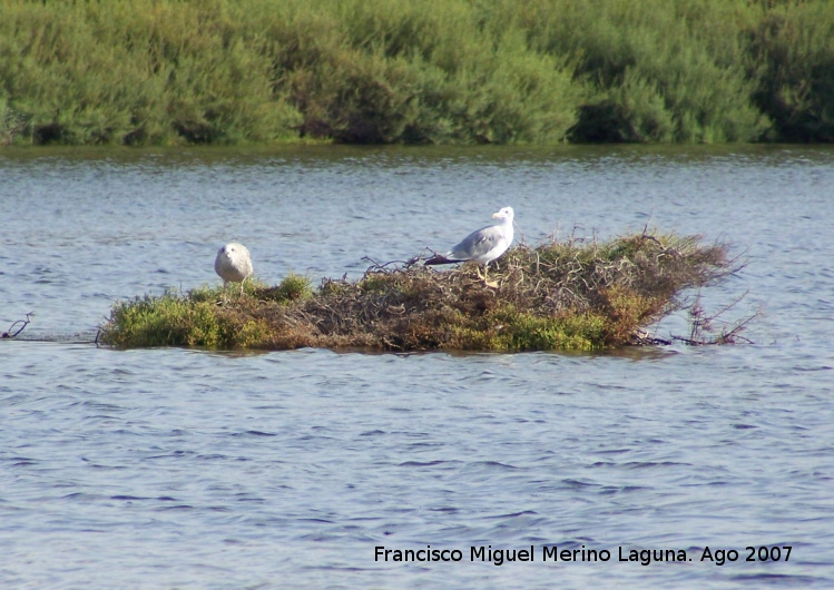 Pjaro Gaviota patiamarilla - Pjaro Gaviota patiamarilla. Santa Pola