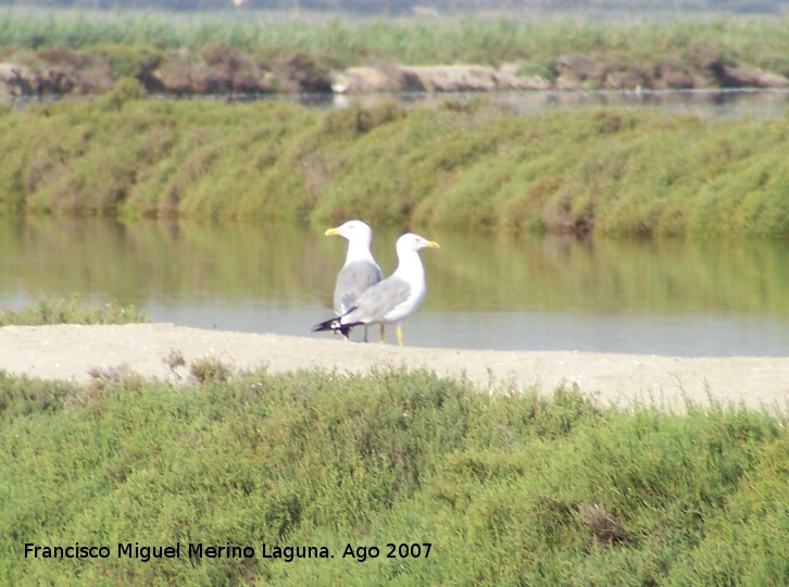 Pjaro Gaviota patiamarilla - Pjaro Gaviota patiamarilla. Santa Pola