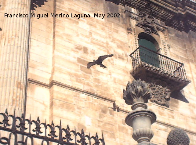 Pjaro Halcn peregrino - Pjaro Halcn peregrino. Volando junto a la Catedral de Jan.