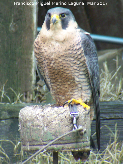 Pjaro Halcn peregrino - Pjaro Halcn peregrino. Riopar