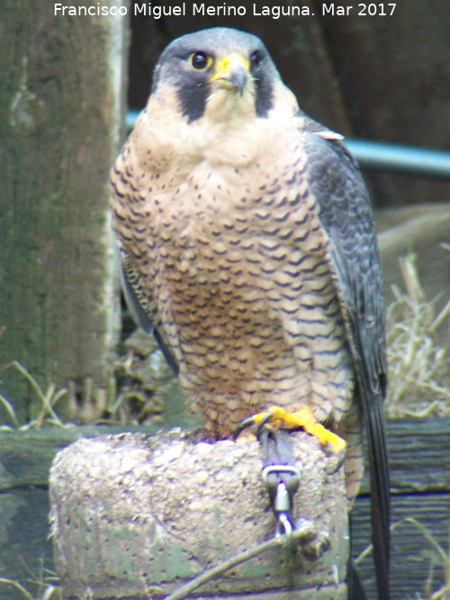 Pjaro Halcn peregrino - Pjaro Halcn peregrino. Riopar