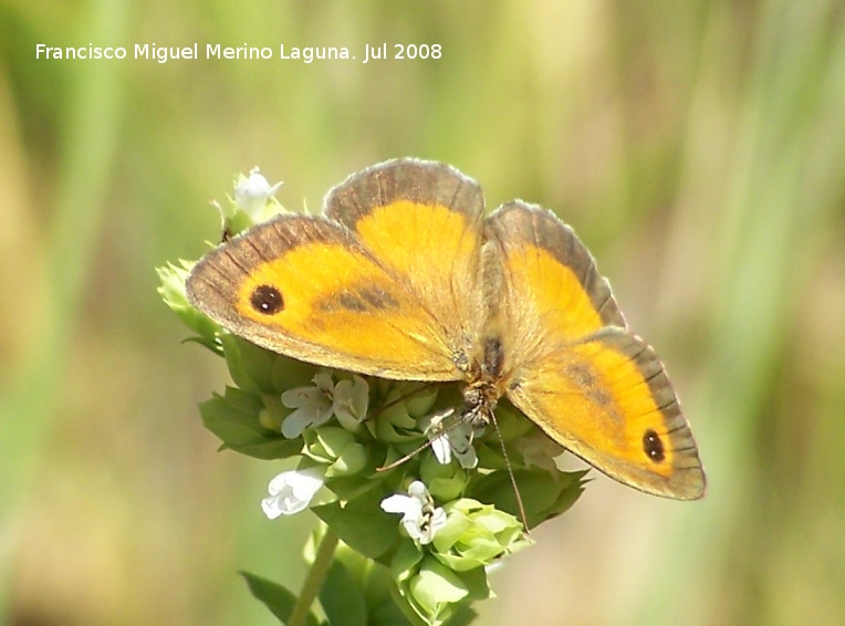 Mariposa lobito agreste - Mariposa lobito agreste. Segura