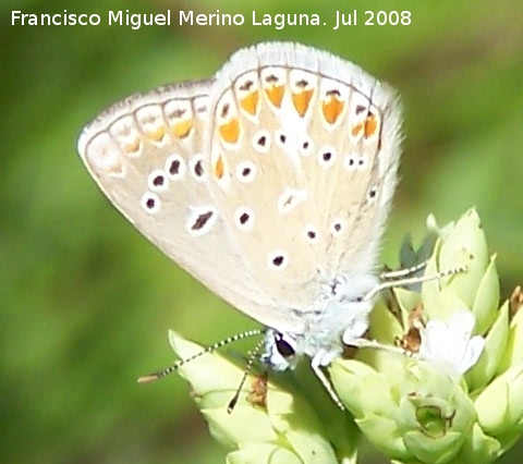 Mariposa naranjita rabicorta - Mariposa naranjita rabicorta. Segura