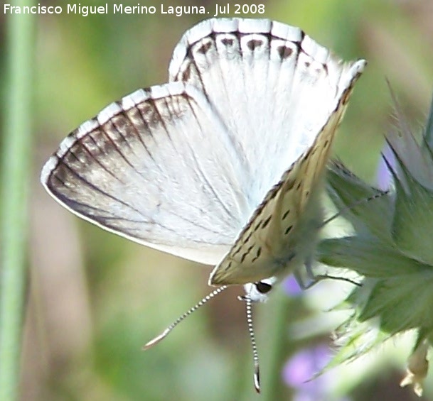 Mariposa naranjita rabicorta - Mariposa naranjita rabicorta. Segura