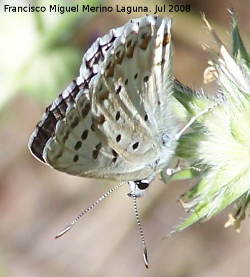 Mariposa naranjita rabicorta - Mariposa naranjita rabicorta. Segura