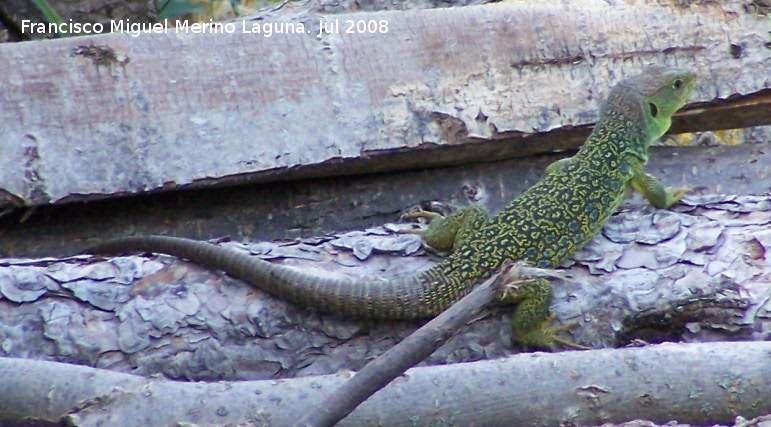 Lagarto ocelado - Lagarto ocelado. Segura