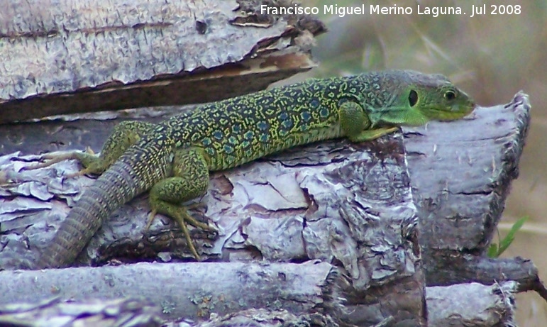 Lagarto ocelado - Lagarto ocelado. Segura