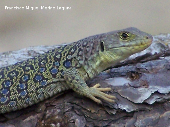 Lagarto ocelado - Lagarto ocelado. Segura