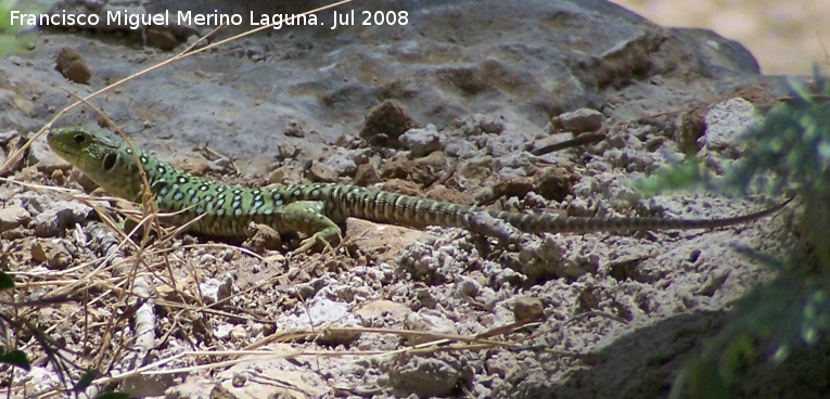 Lagarto ocelado - Lagarto ocelado. Segura