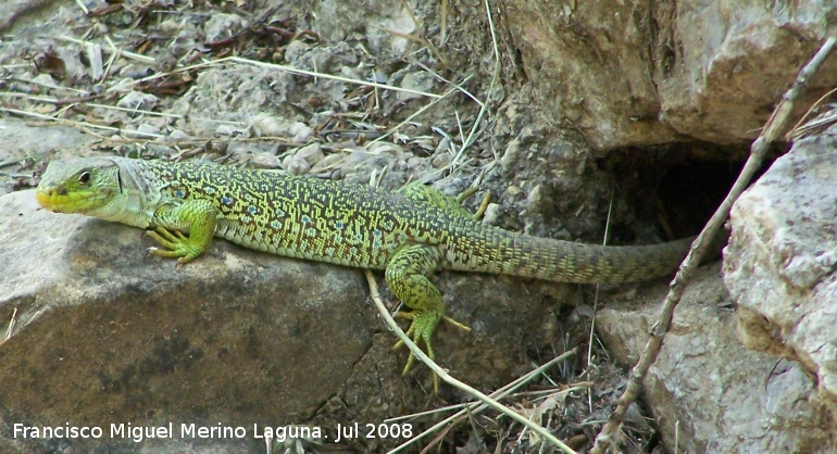 Lagarto ocelado - Lagarto ocelado. Segura