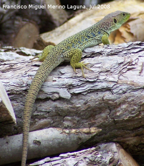 Lagarto ocelado - Lagarto ocelado. Segura