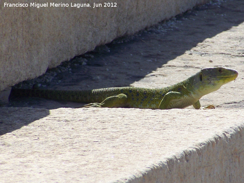 Lagarto ocelado - Lagarto ocelado. Yacimiento de Baelo Claudia - Tarifa