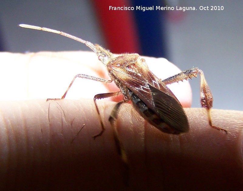 Chinche Leptoglossus occidentalis - Chinche Leptoglossus occidentalis. Los Villares