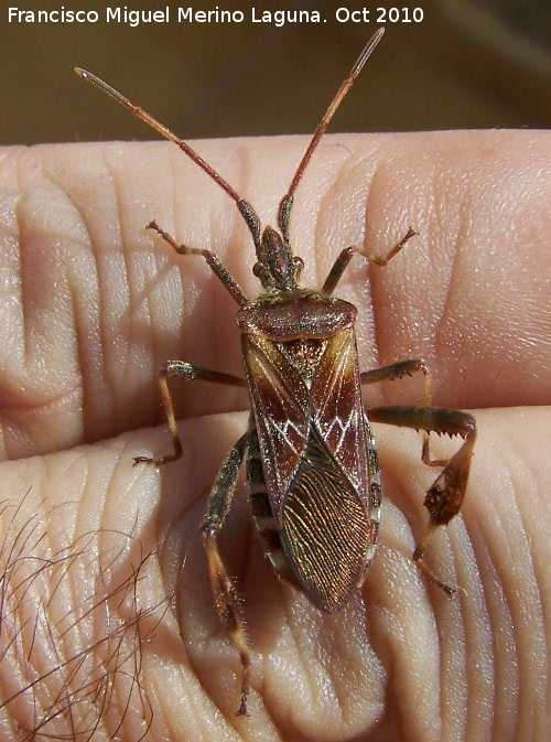 Chinche Leptoglossus occidentalis - Chinche Leptoglossus occidentalis. Los Villares