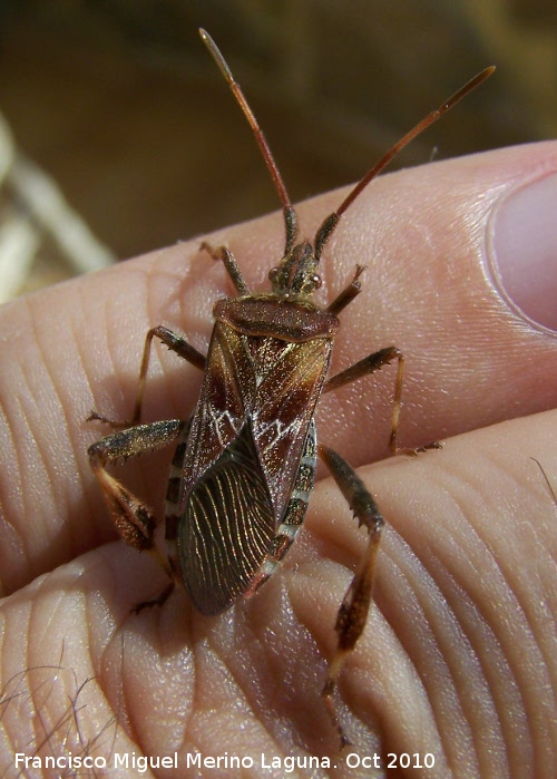 Chinche Leptoglossus occidentalis - Chinche Leptoglossus occidentalis. Los Villares