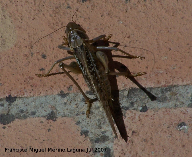 Langosta migratoria - Langosta migratoria. Segura