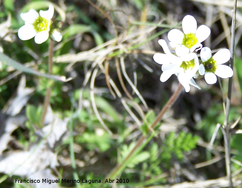 Saxifraga camposii - Saxifraga camposii. Fuente de la Pea - Jan