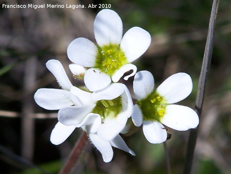 Saxifraga camposii - Saxifraga camposii. Fuente de la Pea - Jan