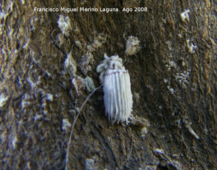 Cochinilla algodonosa - Cochinilla algodonosa. Los Villares