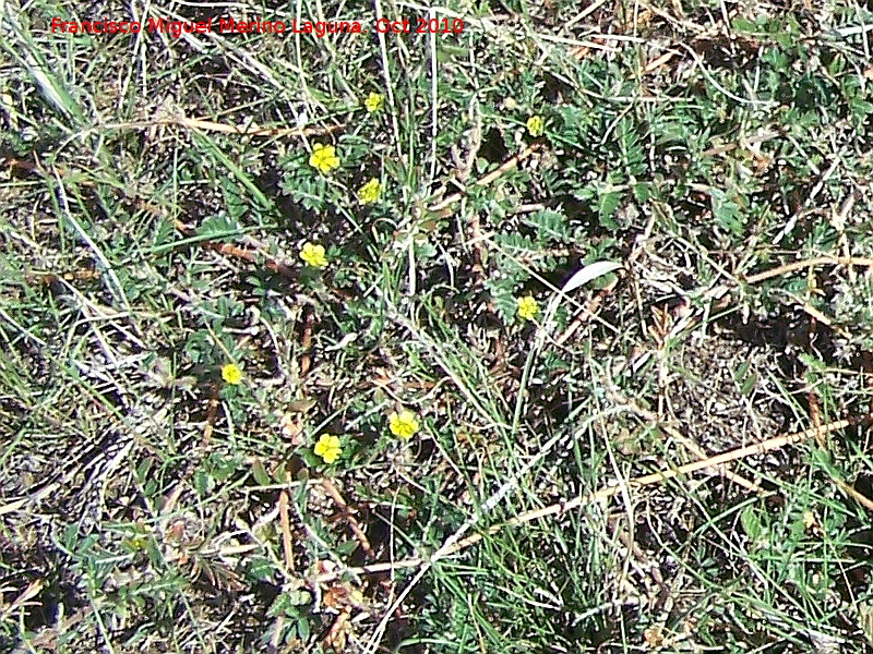 Morisia monanthos - Morisia monanthos. Giribaile - Vilches