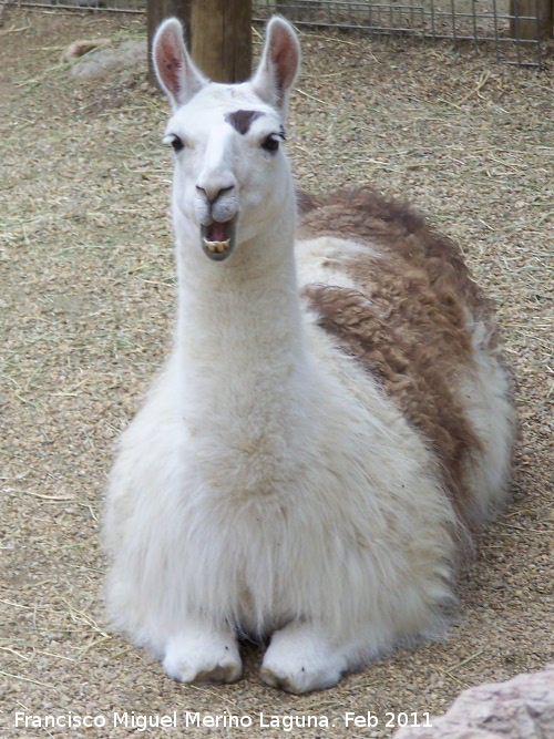 Llama - Llama. Tabernas