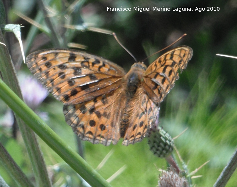 Mariposa lunares de Plata - Mariposa lunares de Plata. Prado Maguillo - Santiago Pontones