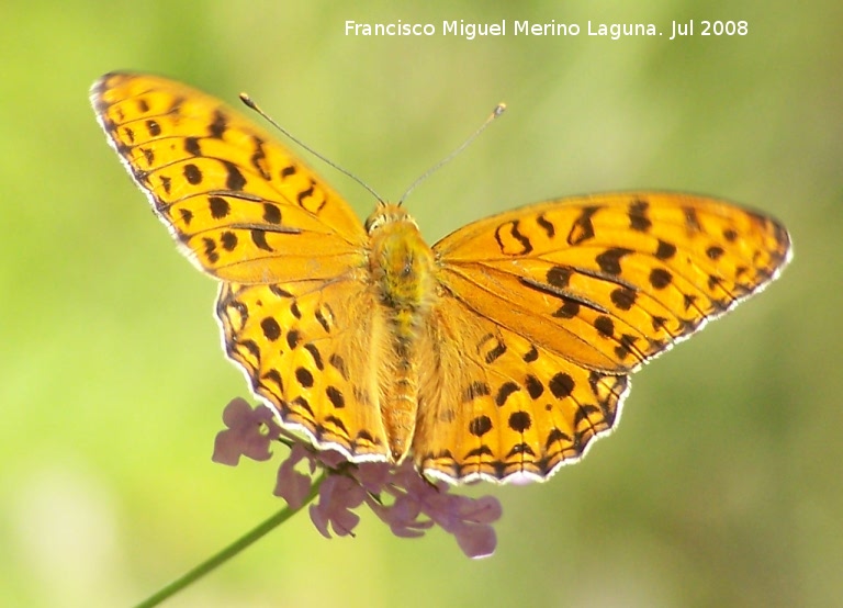 Mariposa lunares de Plata - Mariposa lunares de Plata. Segura