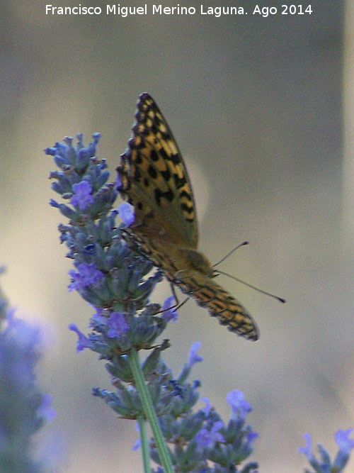 Mariposa lunares de Plata - Mariposa lunares de Plata. Las Castaetas - Villacarrillo