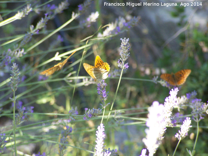 Mariposa lunares de Plata - Mariposa lunares de Plata. Las Castaetas - Villacarrillo