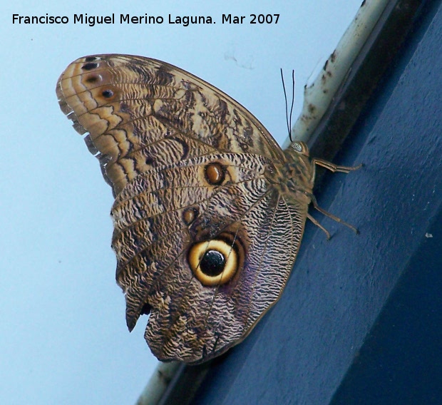 Mariposa bho - Mariposa bho. Granada