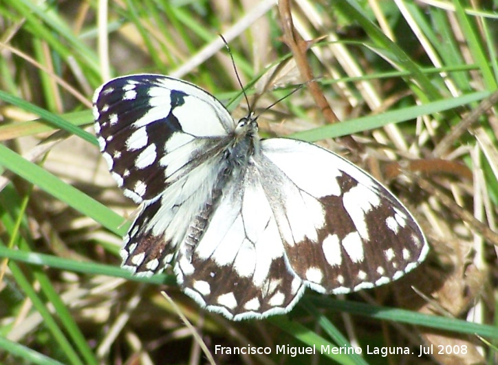 Mariposa Melanargia lachesis - Mariposa Melanargia lachesis. Segura